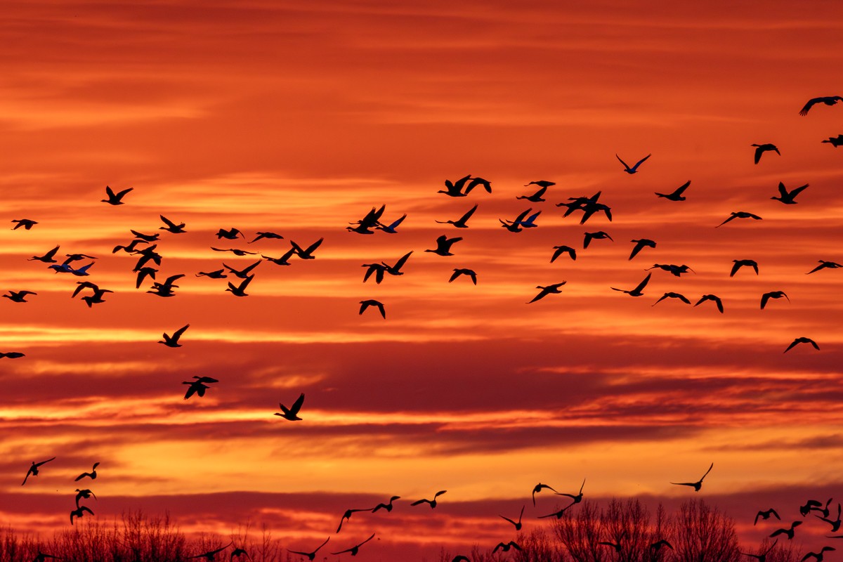 Bird photograph by Susanne Harm
