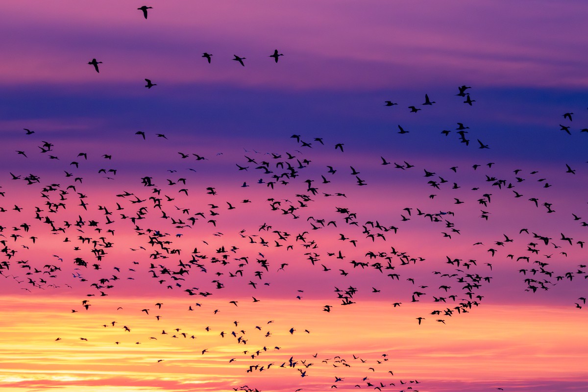 Bird photograph by Susanne Harm