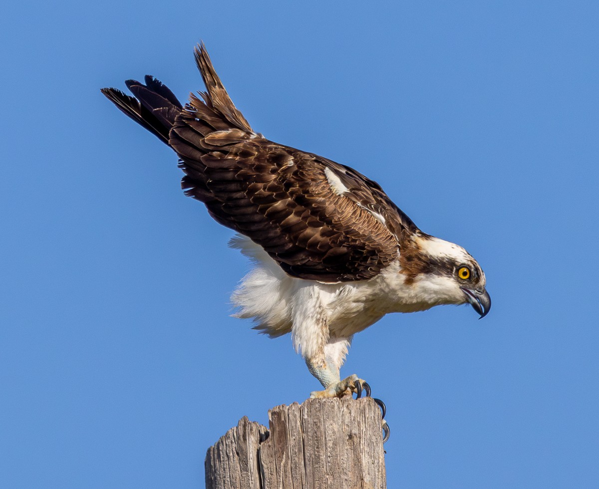 Bird photograph by Susanne Harm