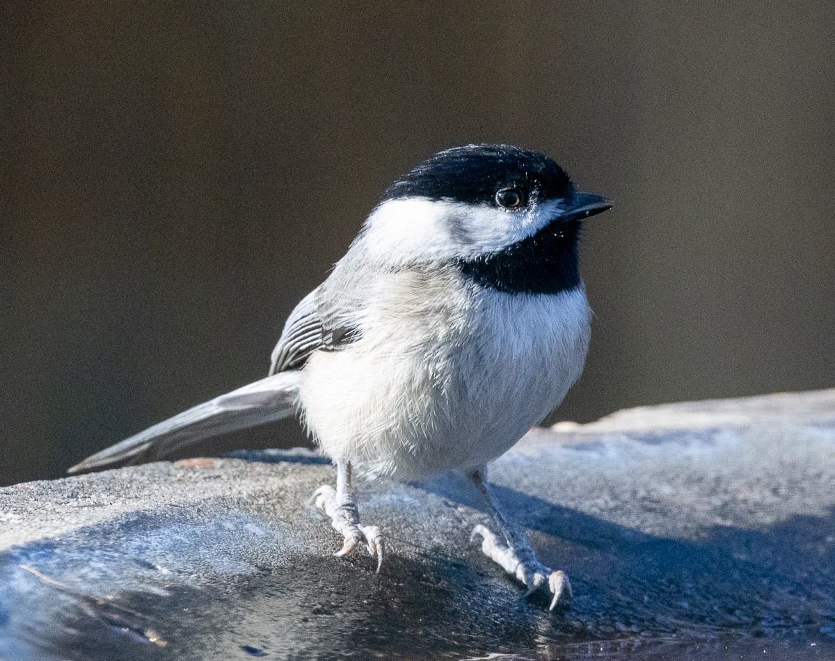 Bird photograph by Susanne Harm