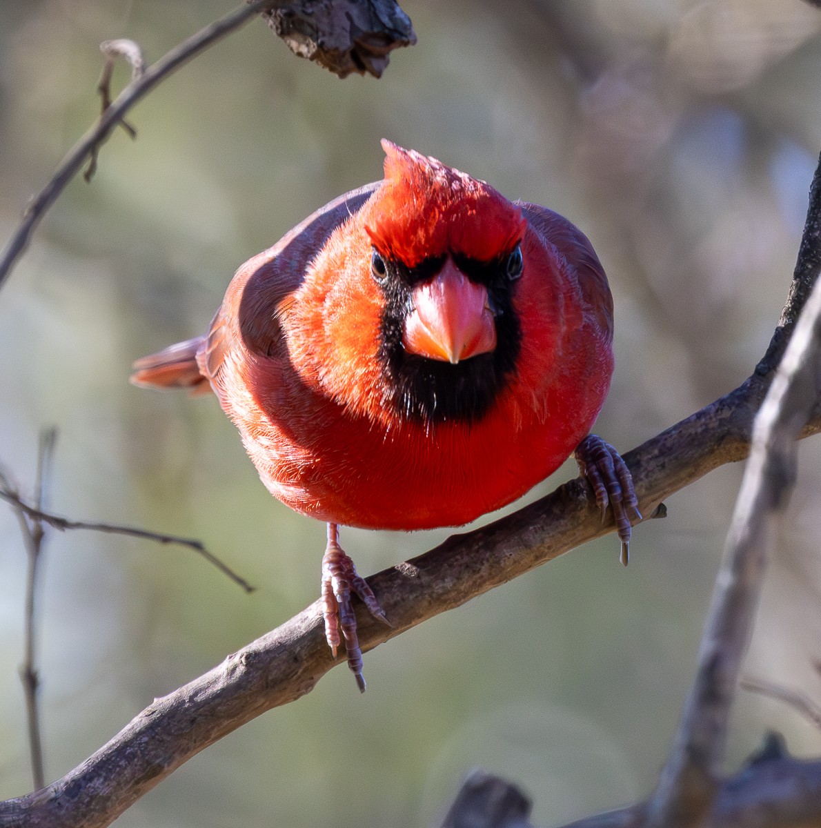 Bird photograph by Susanne Harm