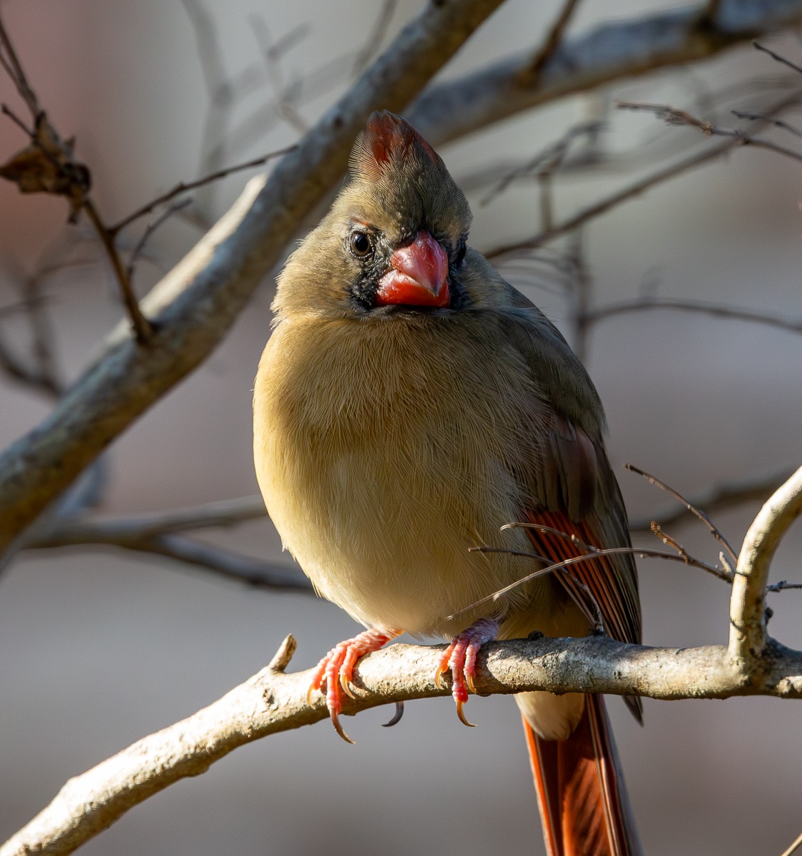 Bird photograph by Susanne Harm