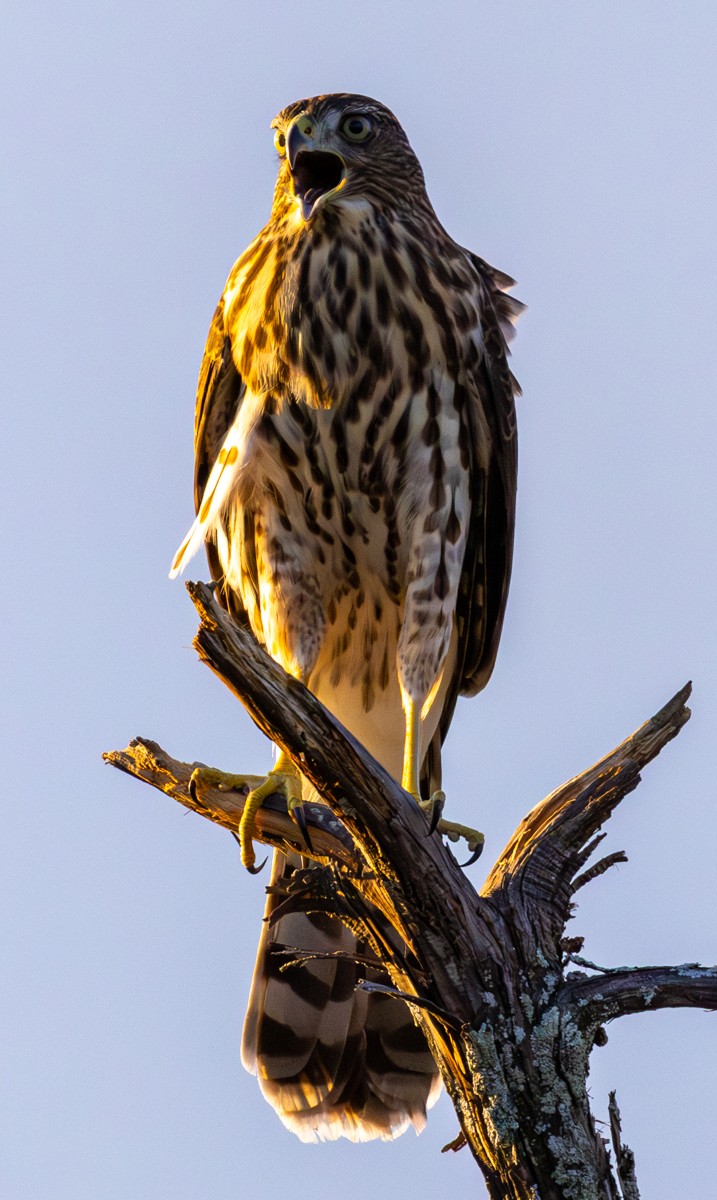 Bird photograph by Susanne Harm