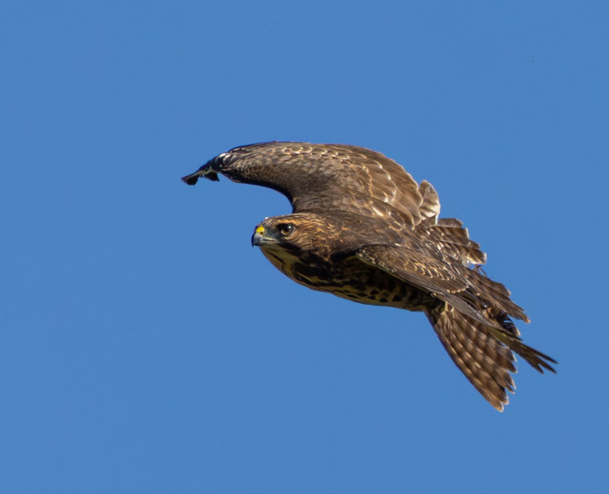 Bird photograph by Susanne Harm