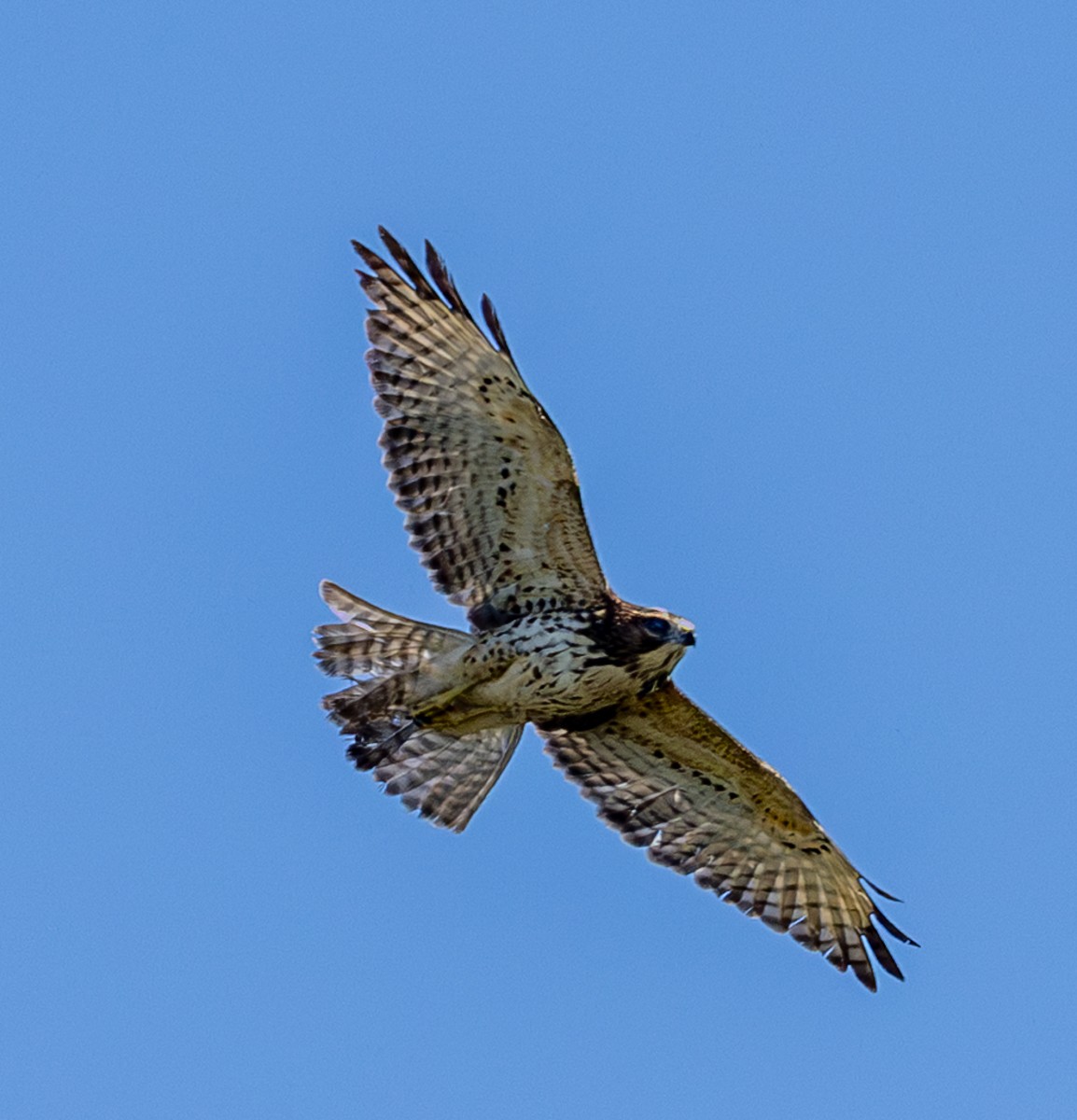 Bird photograph by Susanne Harm