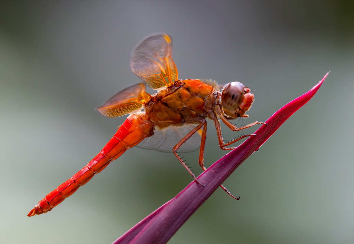 Red dragonfly photograph by Susanne Harm