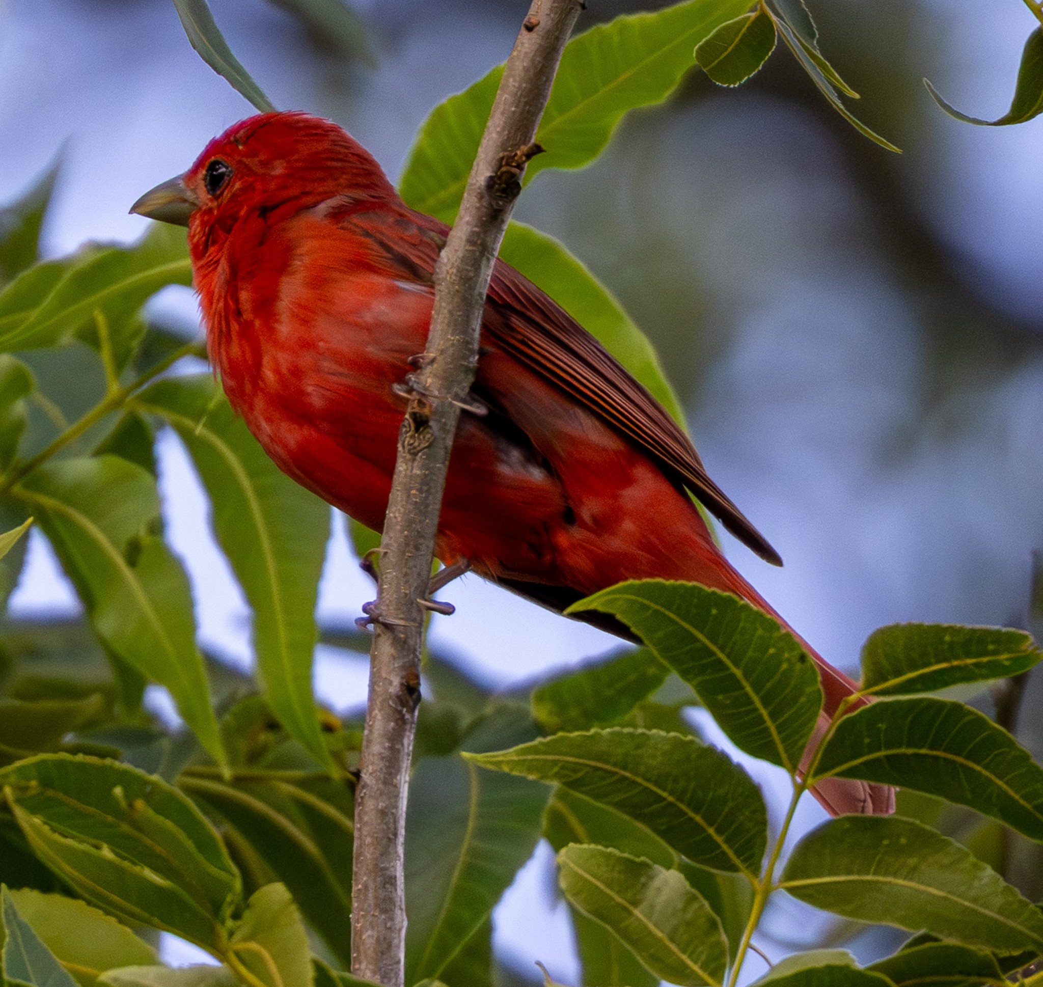 Bird photograph by Susanne Harm