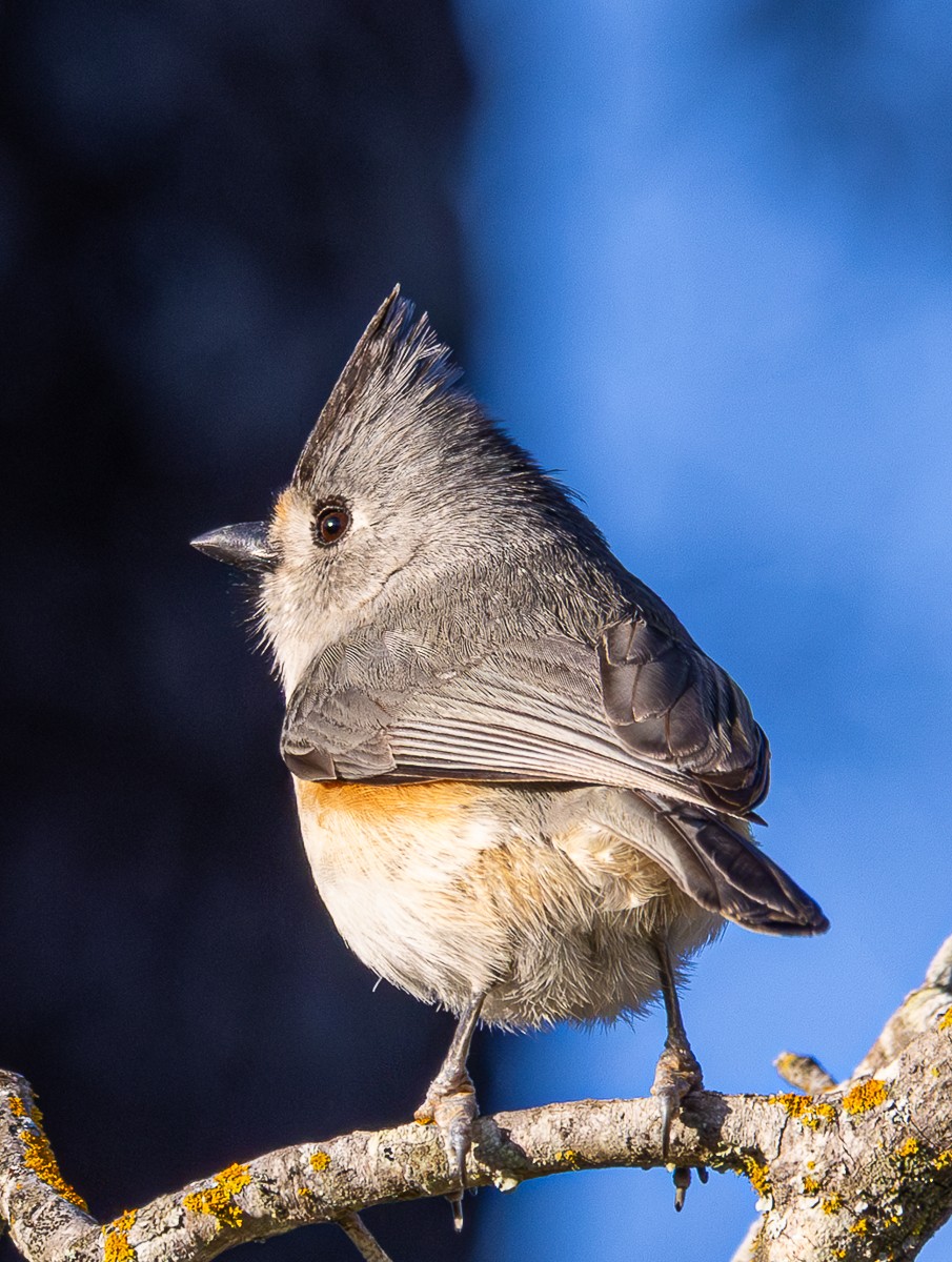 Bird photograph by Susanne Harm