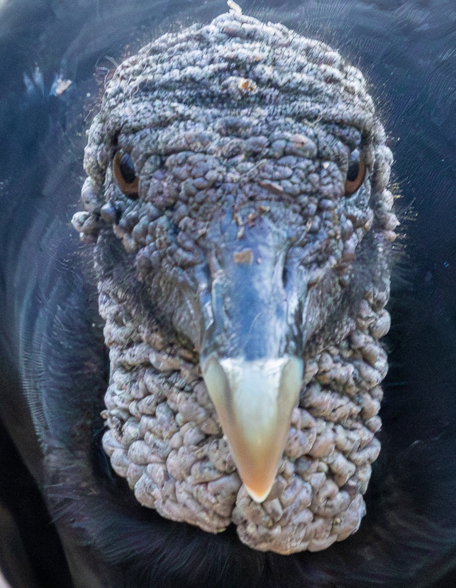 Bird photograph by Susanne Harm