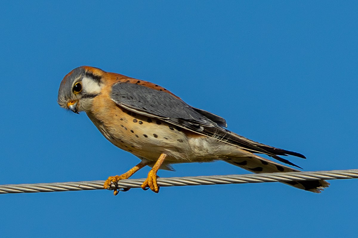 Bird photograph by Susanne Harm
