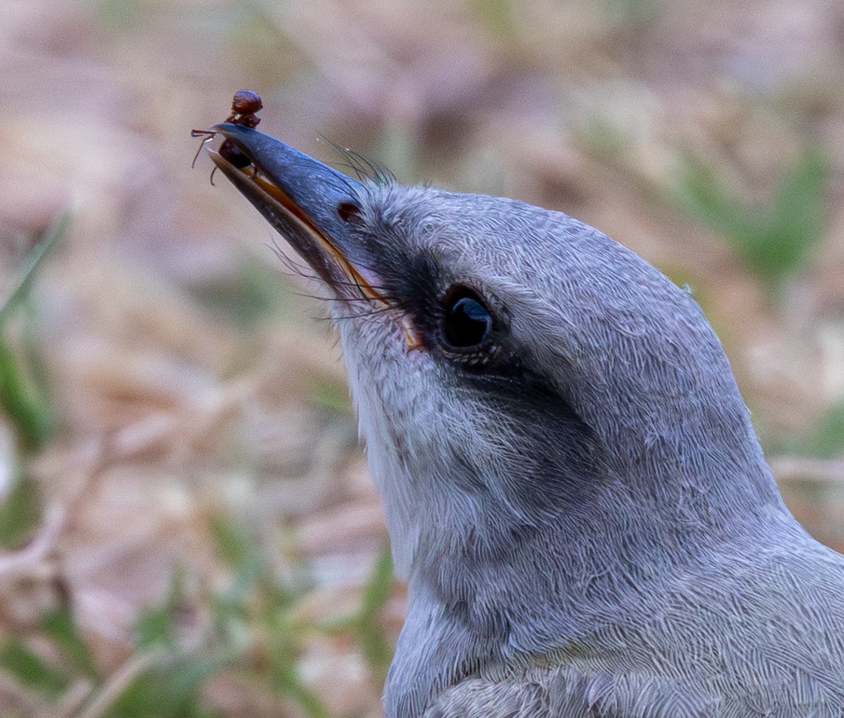 Bird photograph by Susanne Harm
