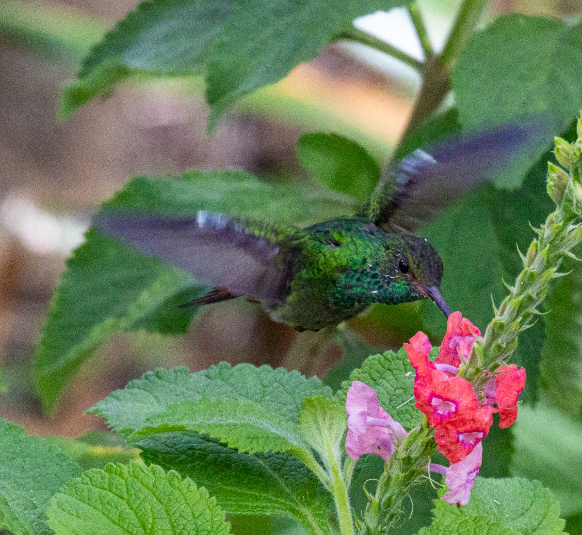 Bird photograph by Susanne Harm