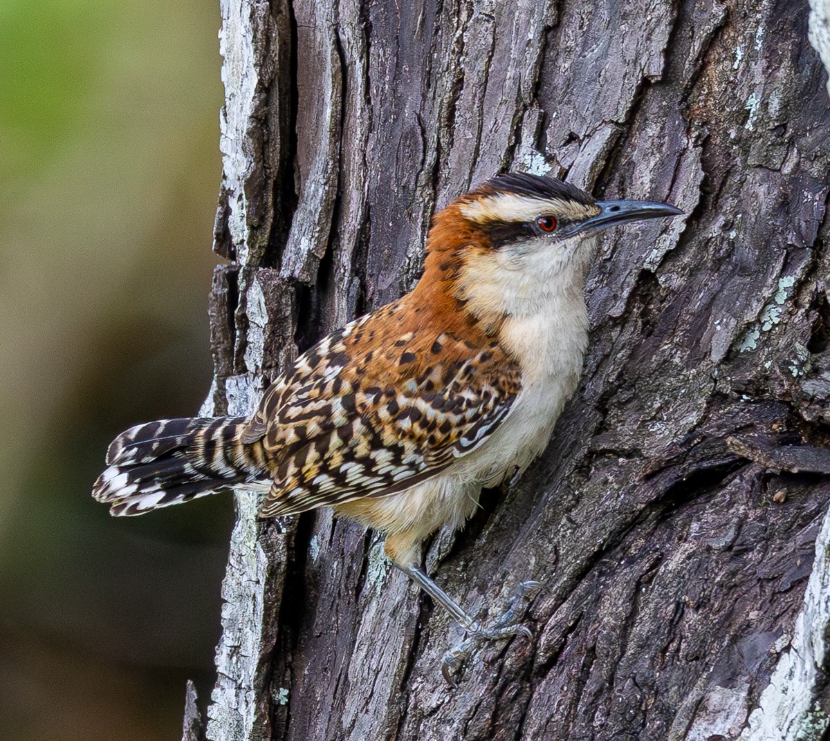Bird photograph by Susanne Harm