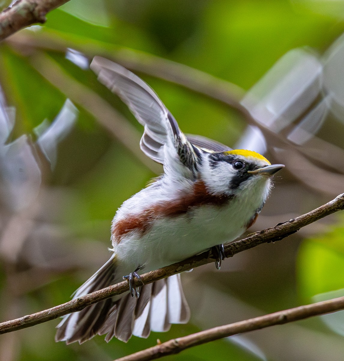 Bird photograph by Susanne Harm