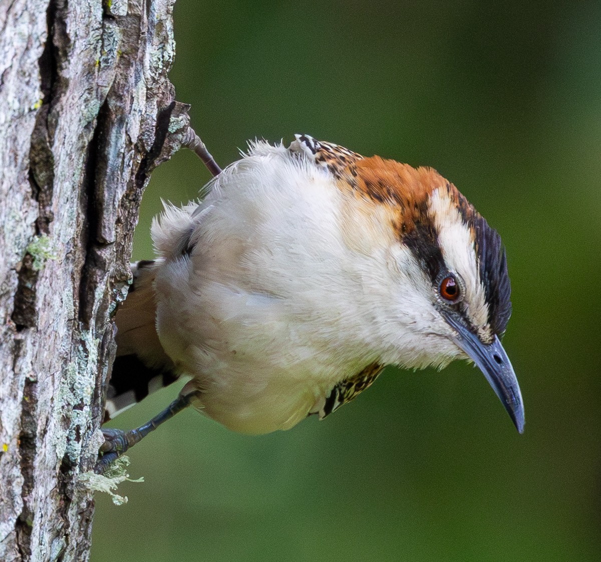 Bird photograph by Susanne Harm