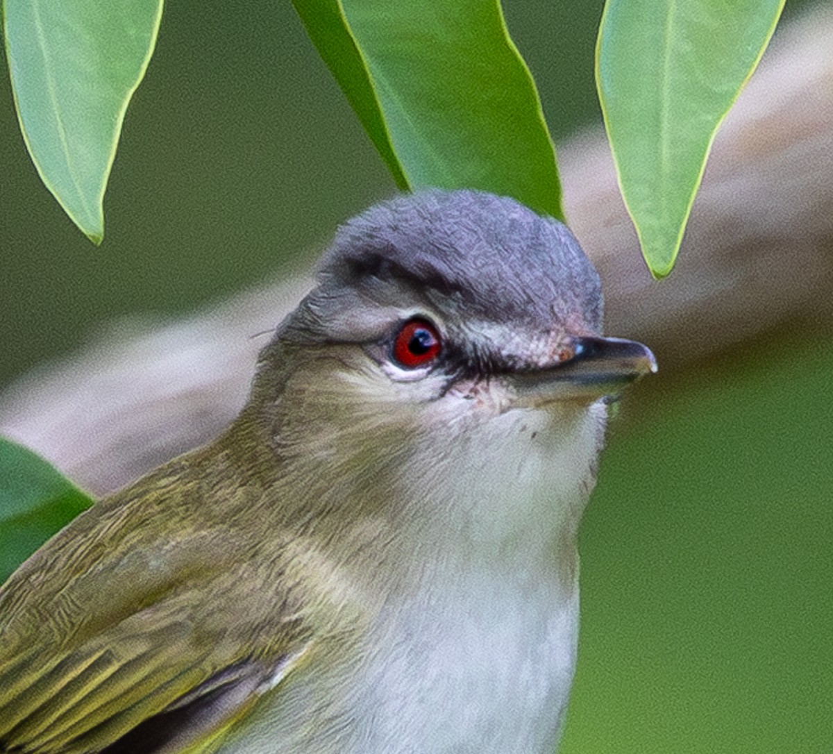 Bird photograph by Susanne Harm