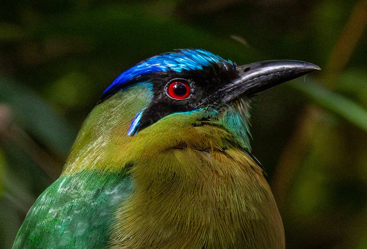 Bird photograph by Susanne Harm