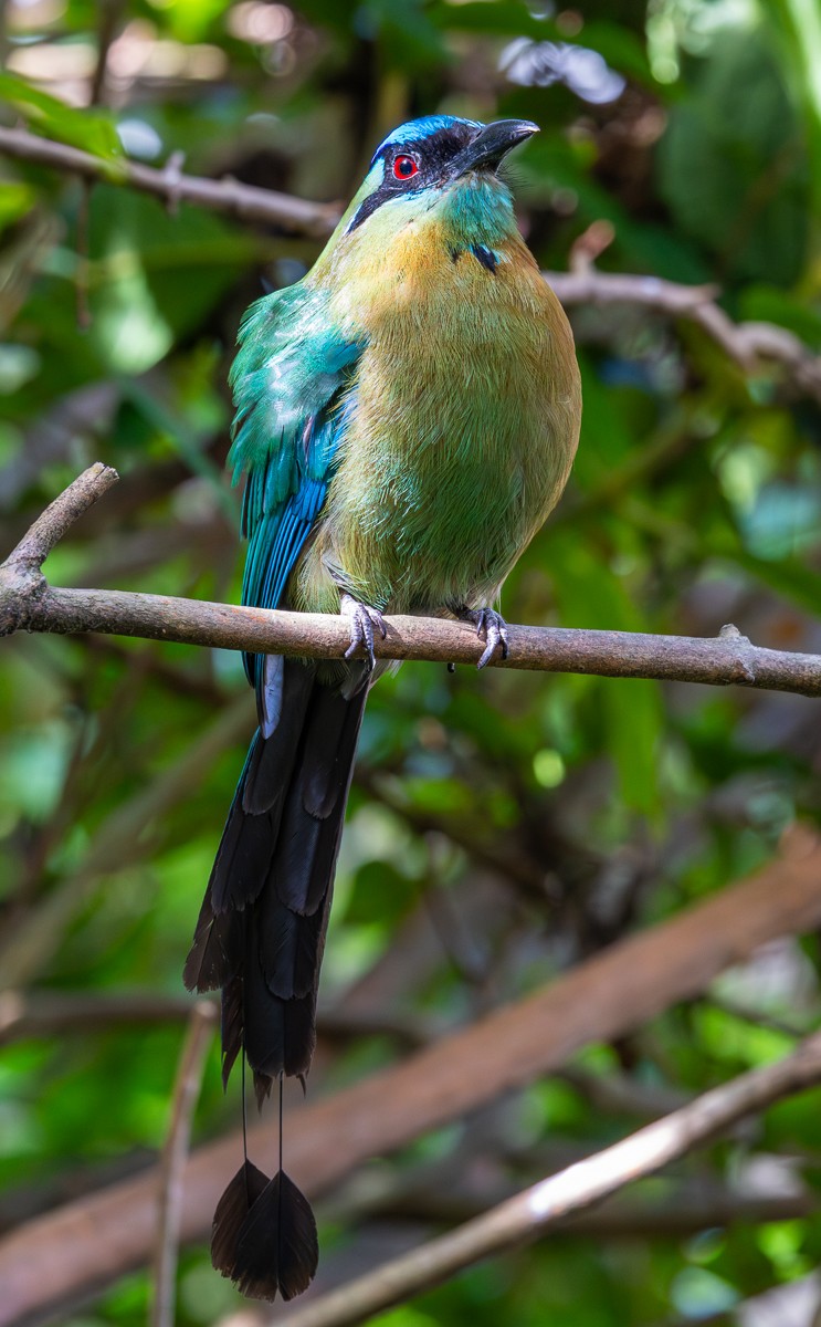 Bird photograph by Susanne Harm
