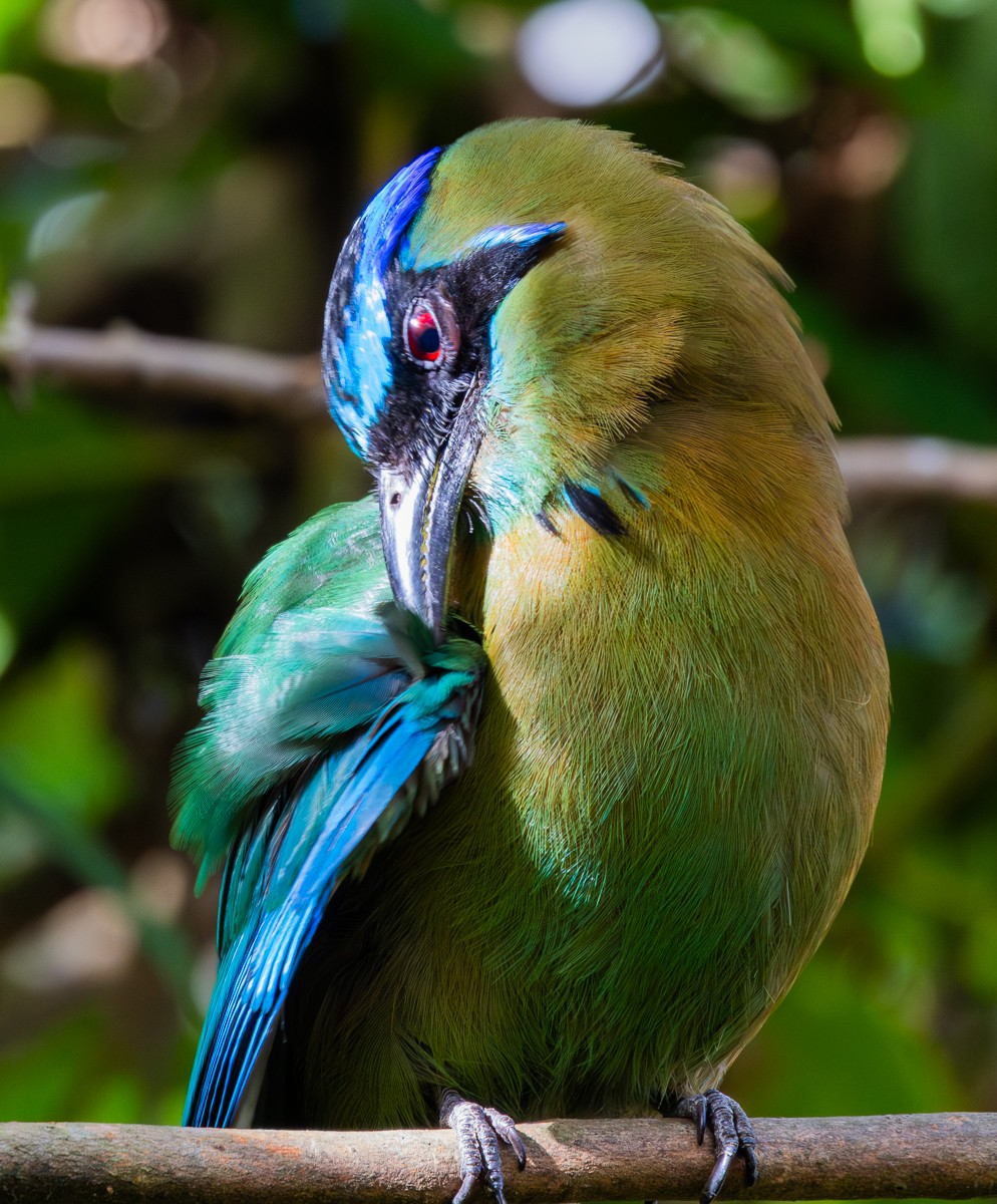 Bird photograph by Susanne Harm