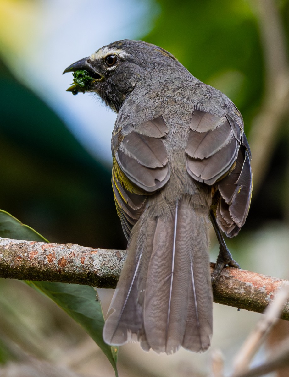 Bird photograph by Susanne Harm