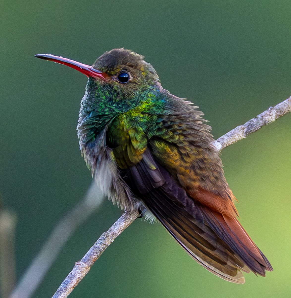 Bird photograph by Susanne Harm