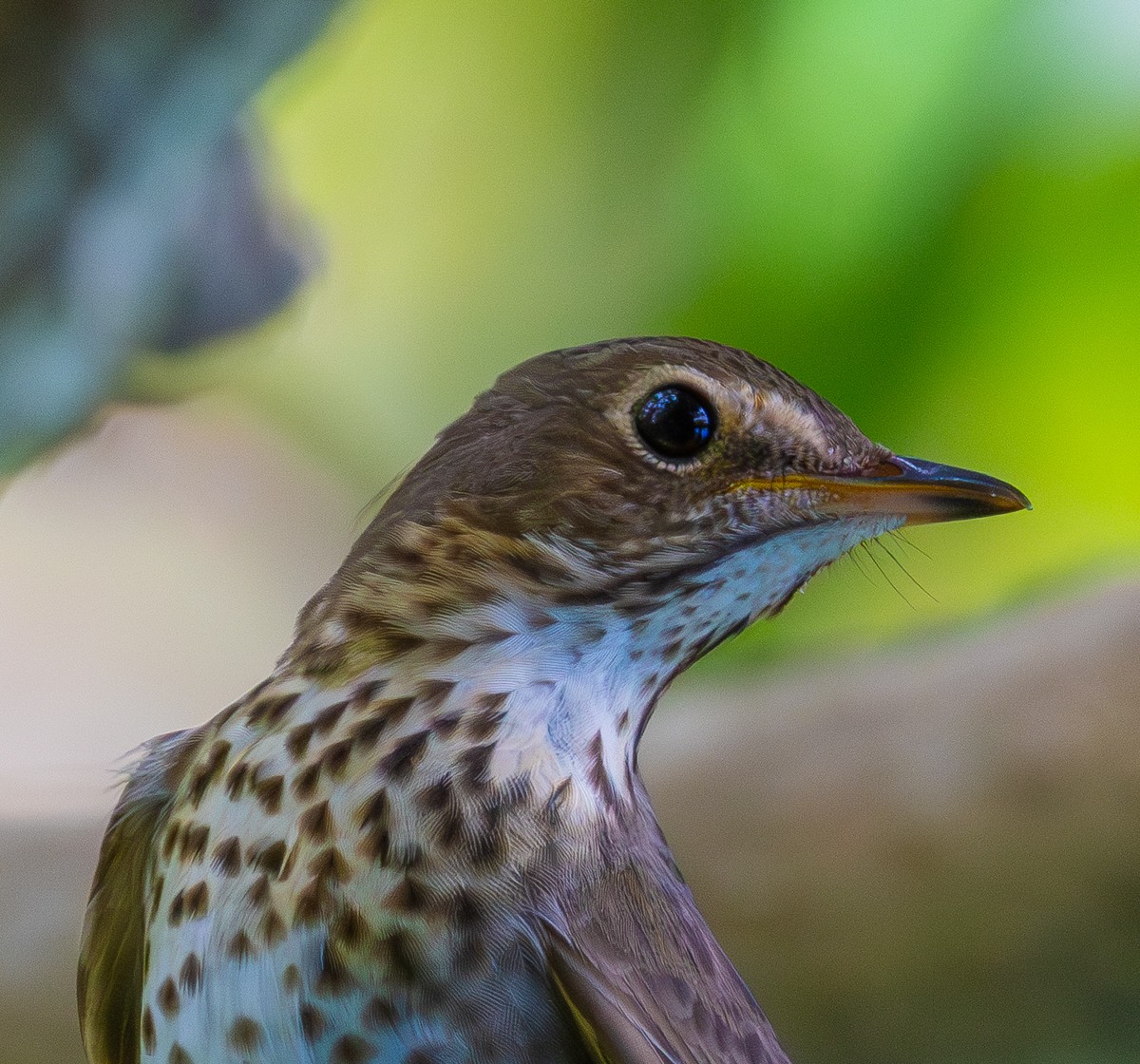 Bird photograph by Susanne Harm