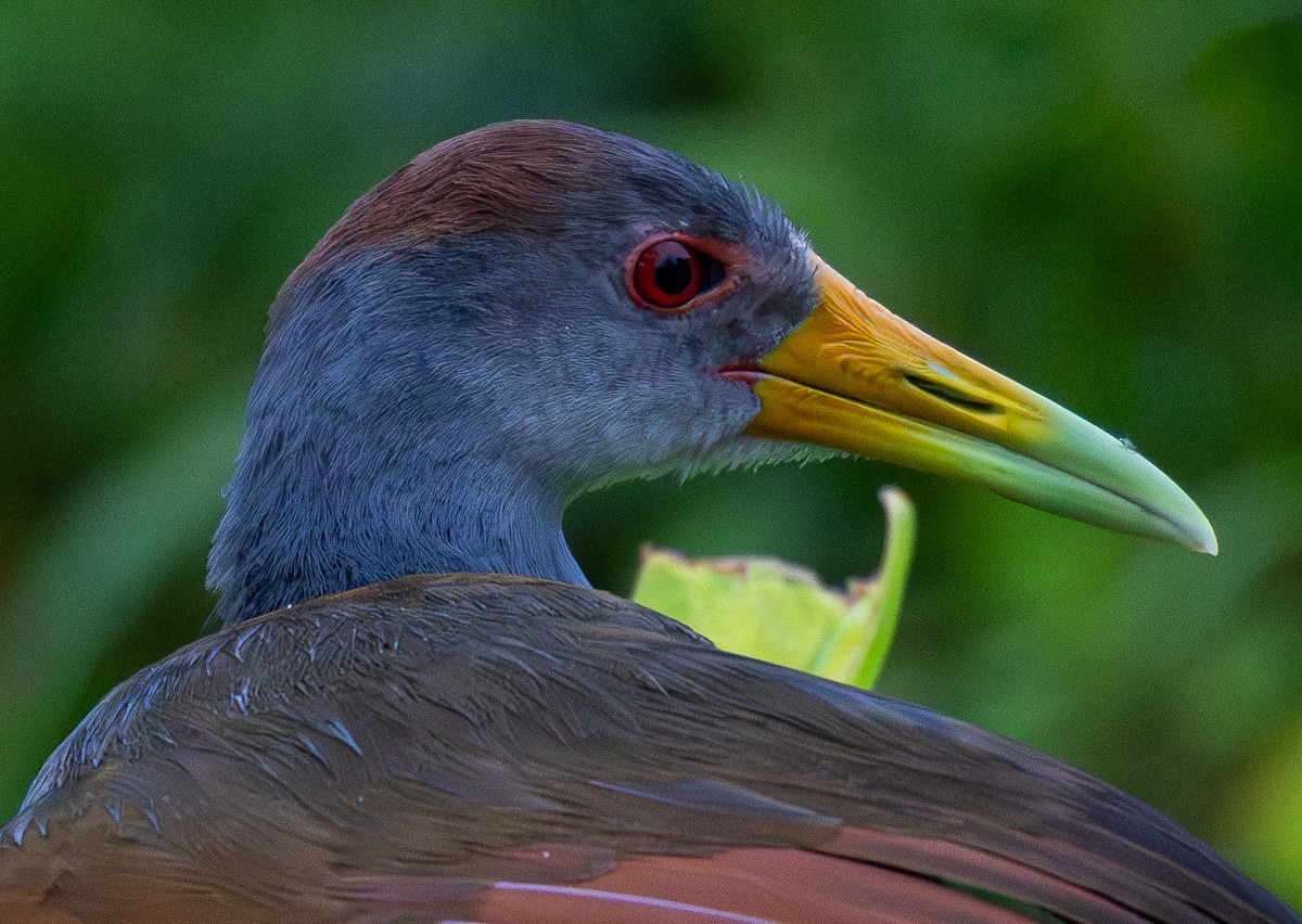 Bird photograph by Susanne Harm