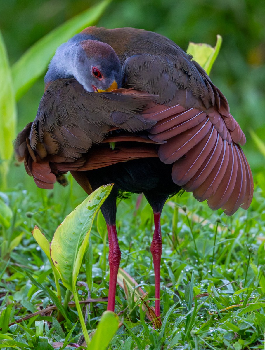 Bird photograph by Susanne Harm