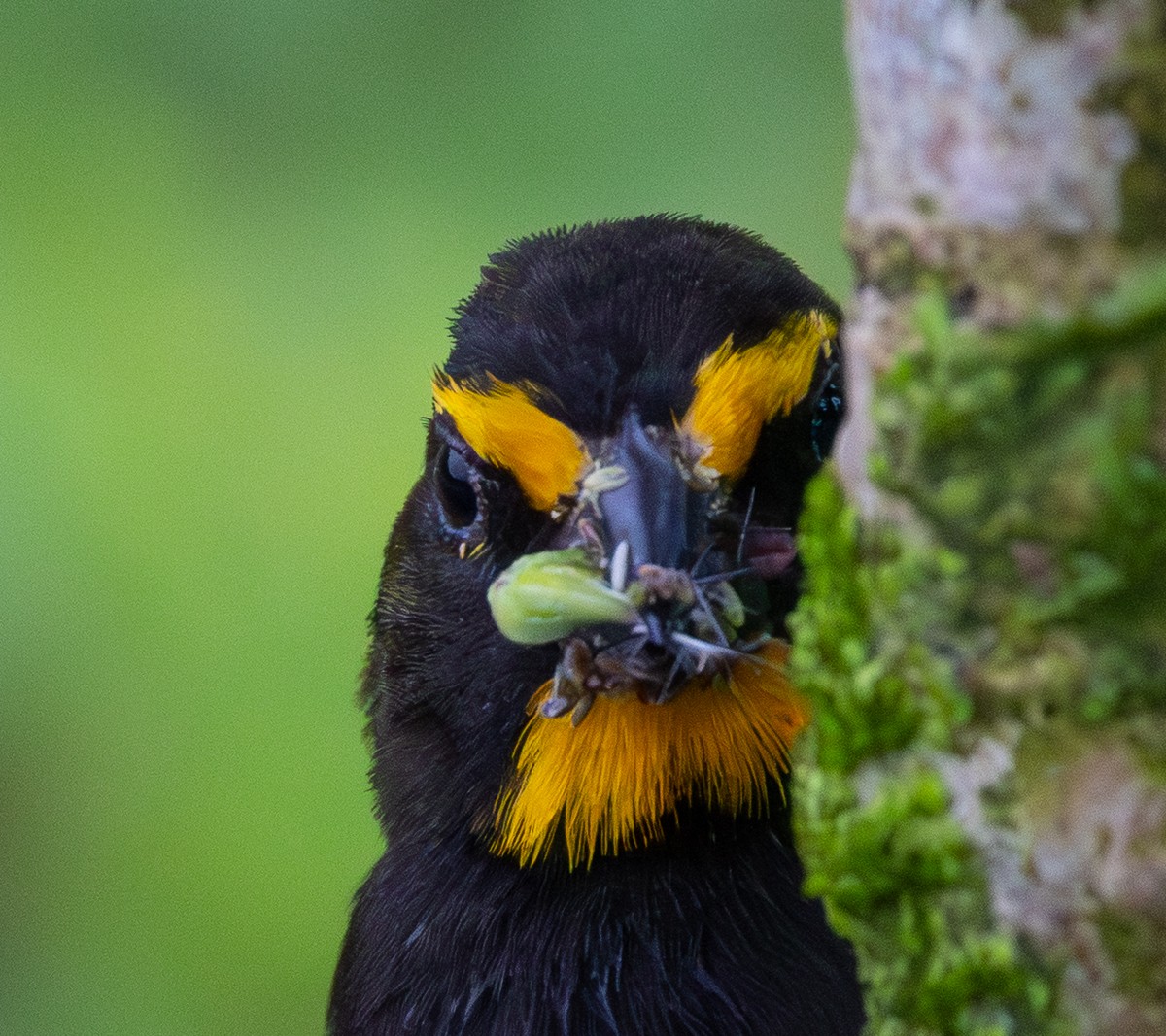 Bird photograph by Susanne Harm
