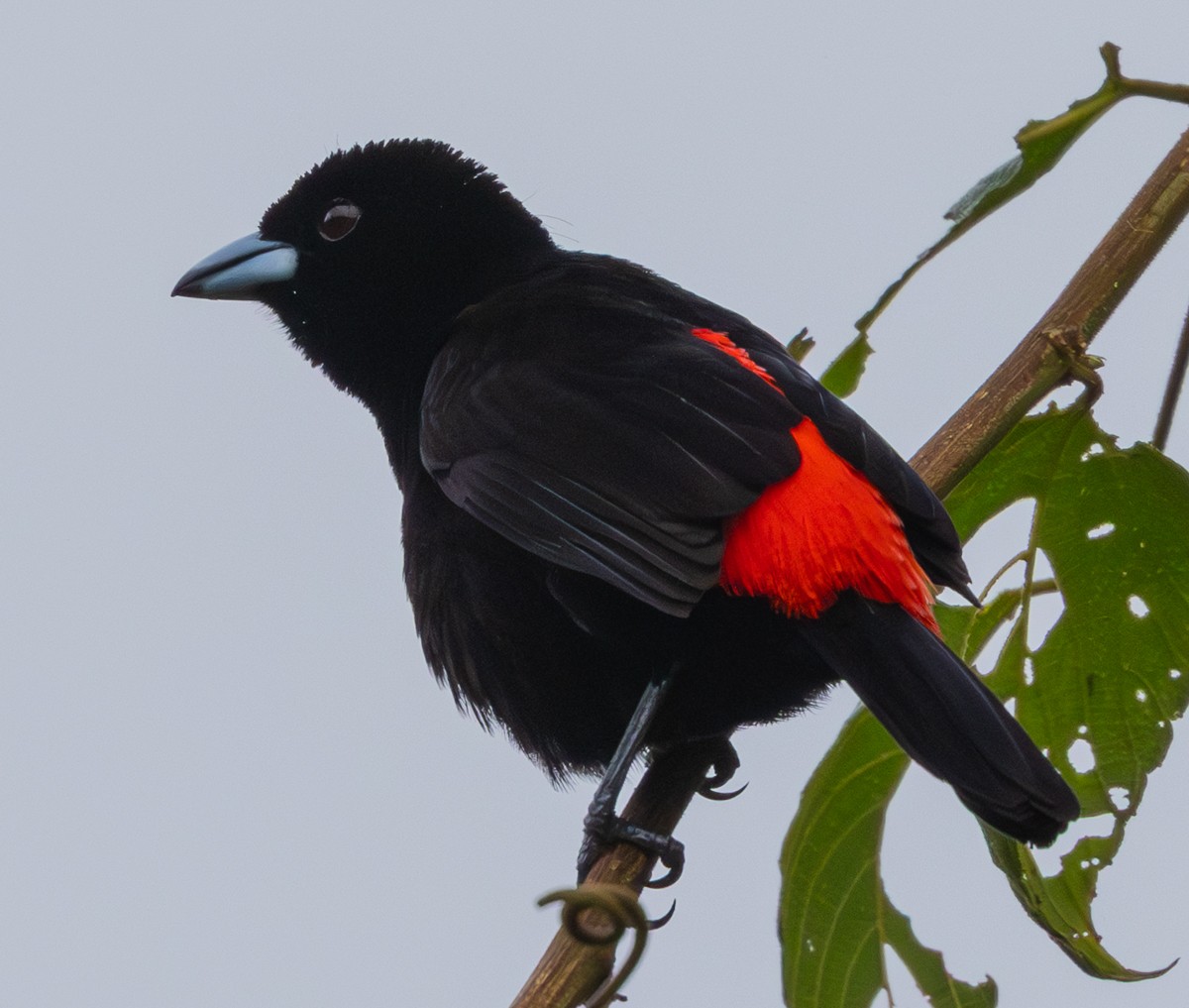 Bird photograph by Susanne Harm