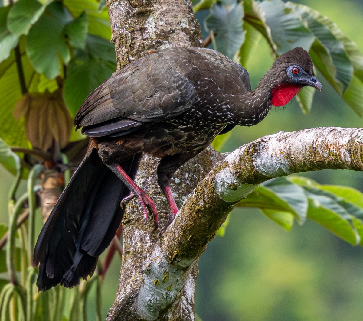 Bird photograph by Susanne Harm