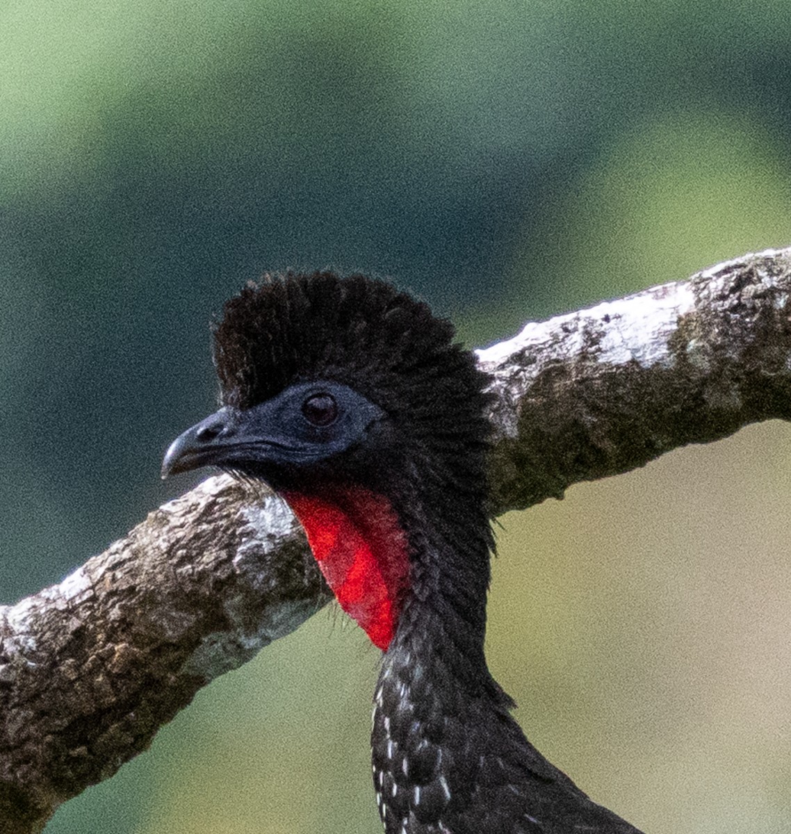 Bird photograph by Susanne Harm