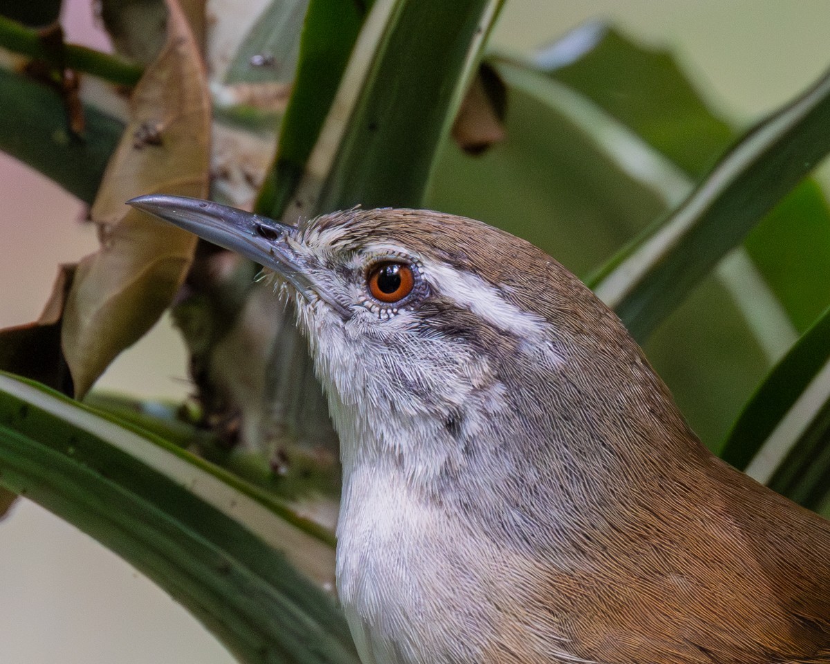 Bird photograph by Susanne Harm