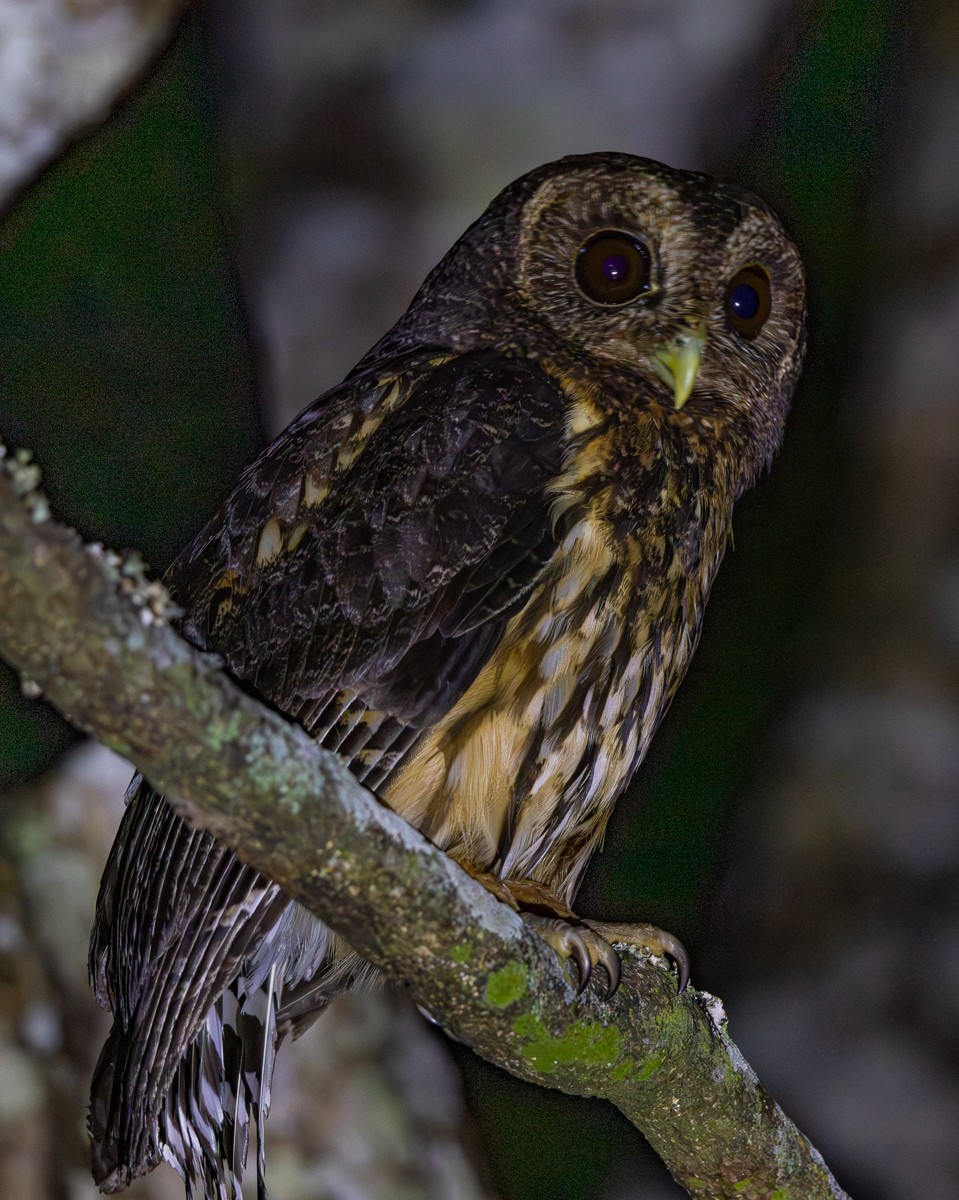 Bird photograph by Susanne Harm