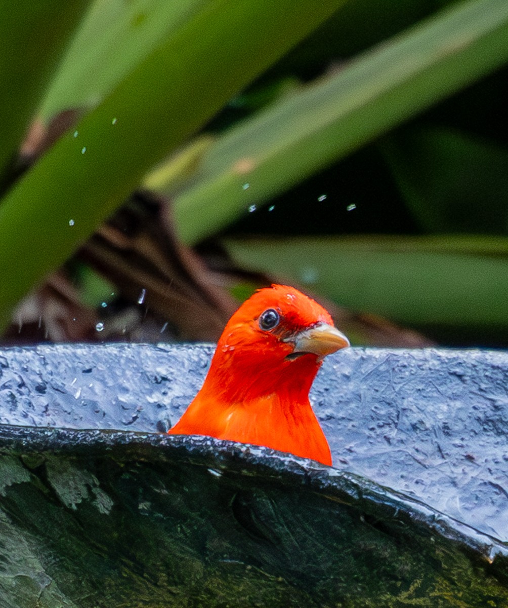 Bird photograph by Susanne Harm