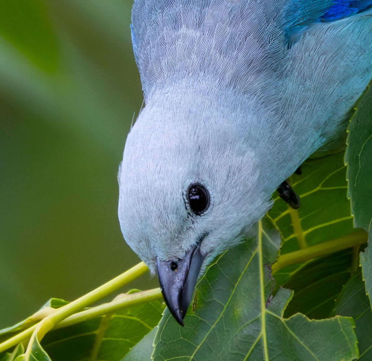 Bird photograph by Susanne Harm