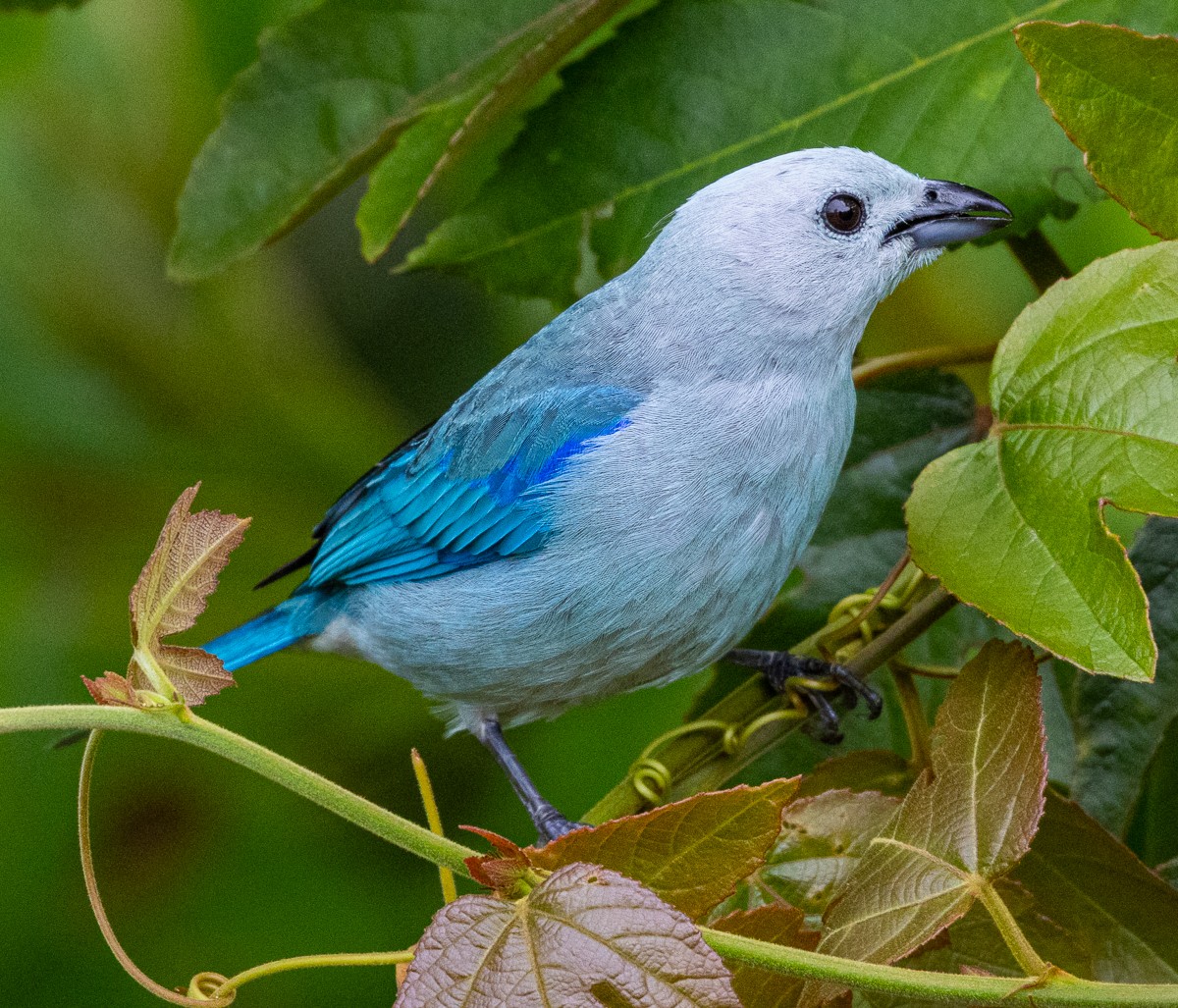 Bird photograph by Susanne Harm