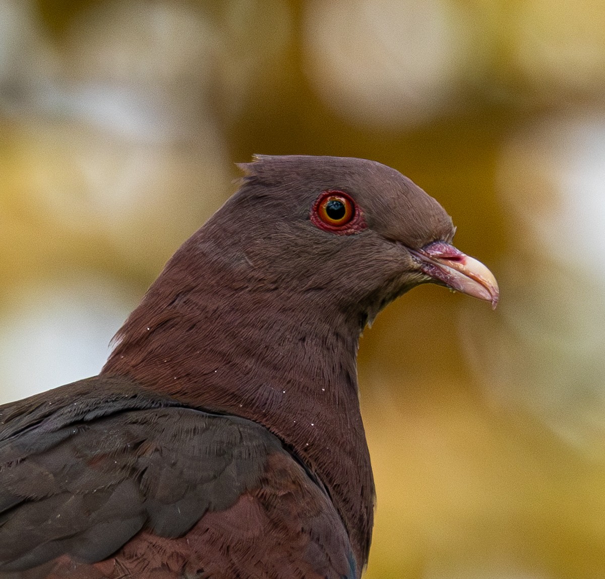 Bird photograph by Susanne Harm