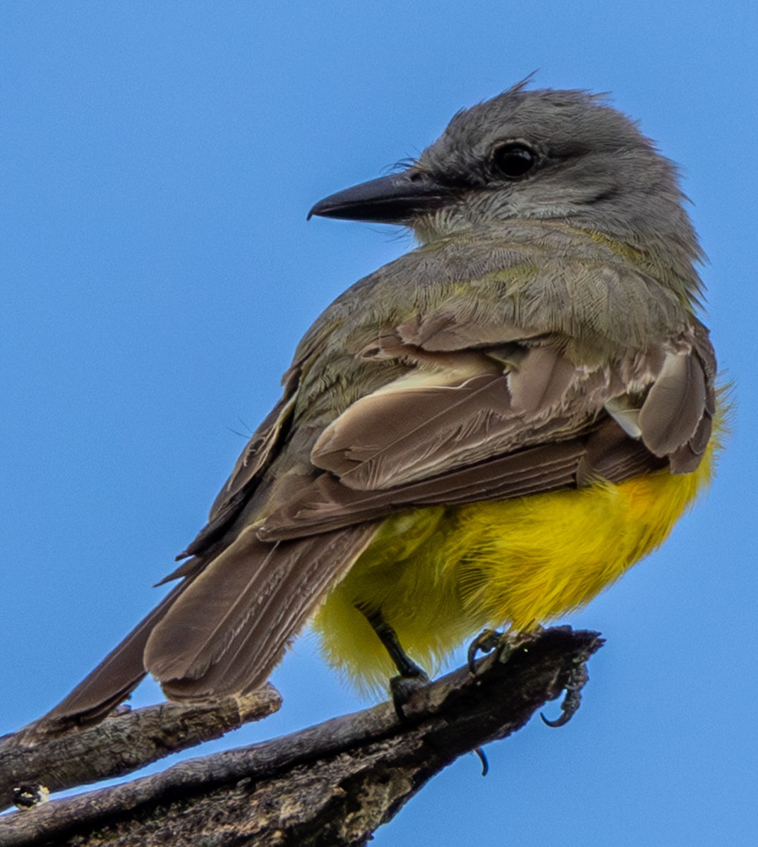 Bird photograph by Susanne Harm