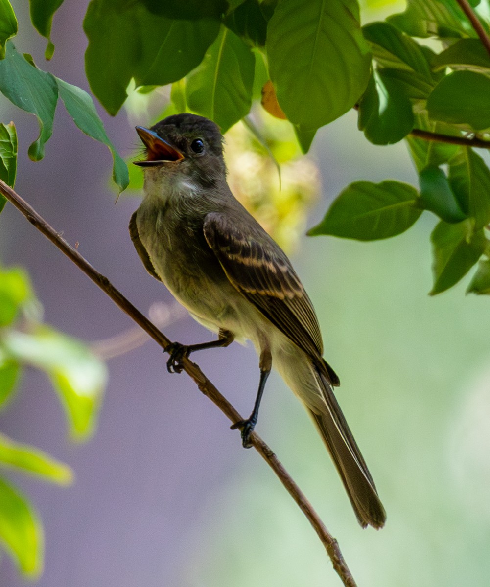 Bird photograph by Susanne Harm