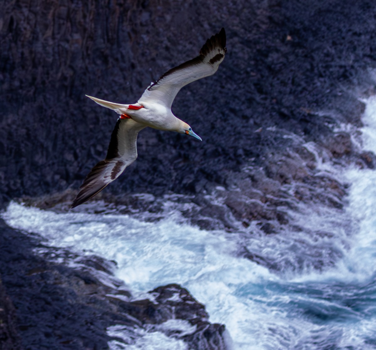 Bird photograph by Susanne Harm