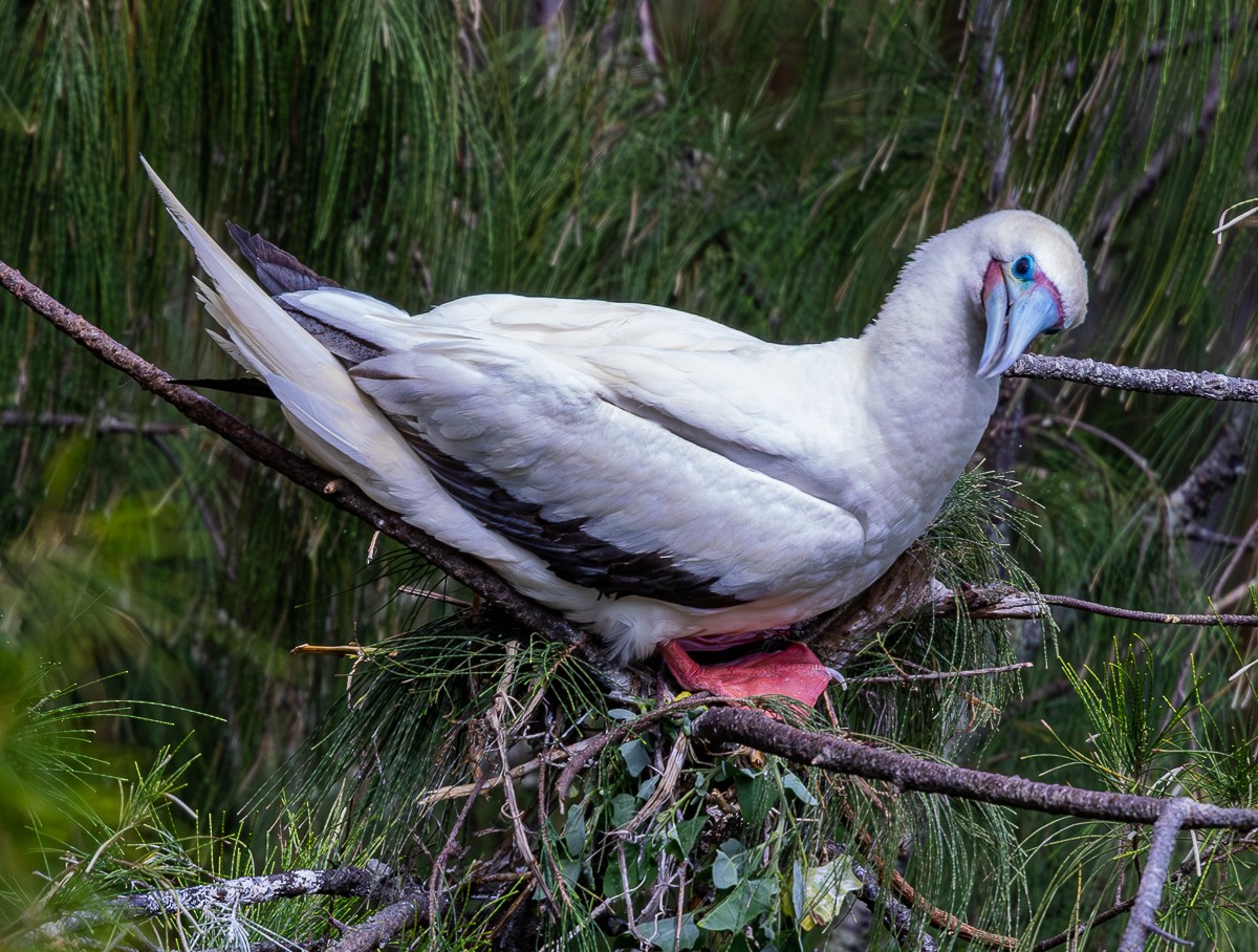 Bird photograph by Susanne Harm
