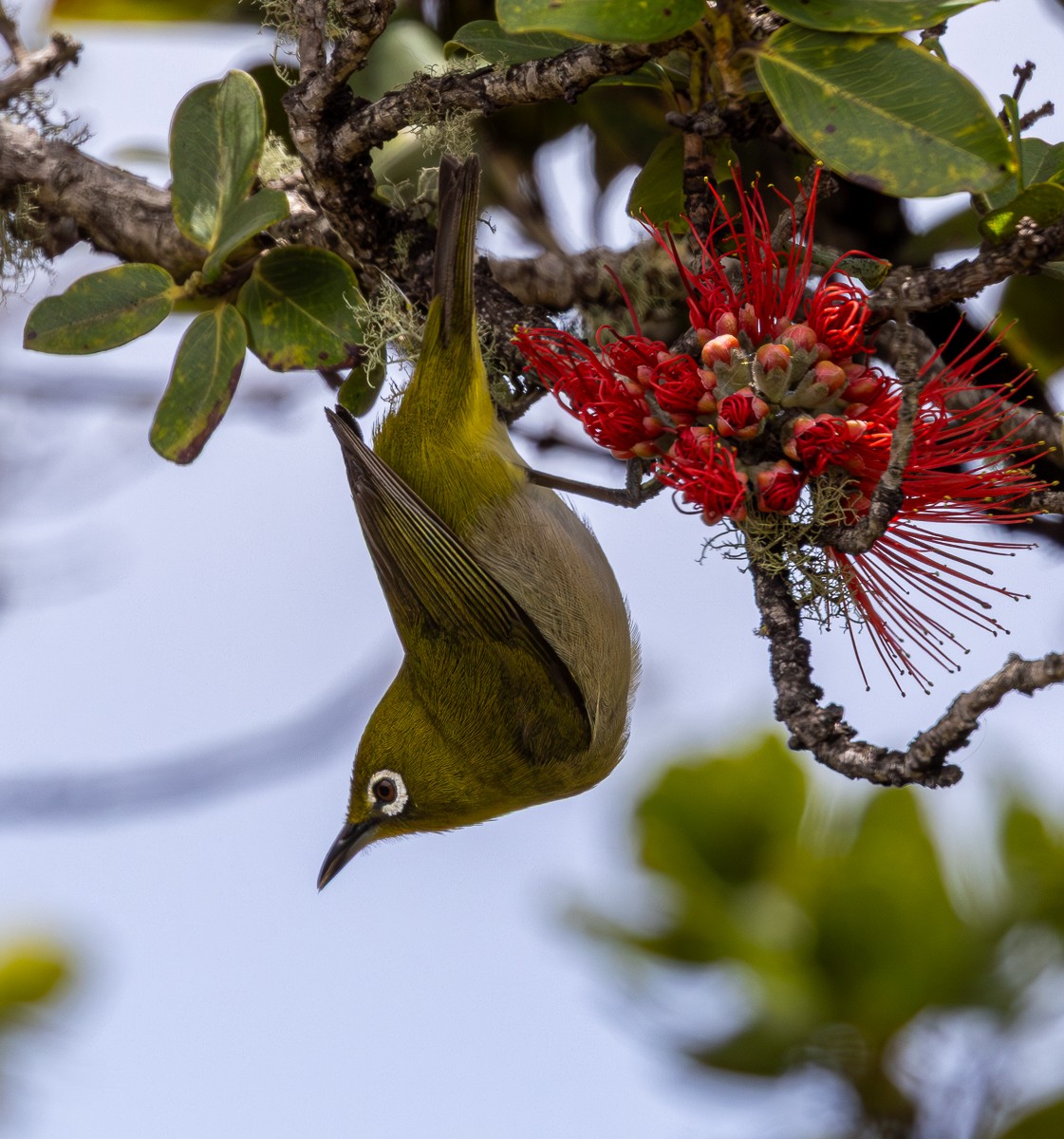 Bird photograph by Susanne Harm