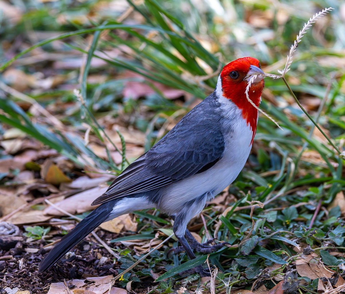 Bird photograph by Susanne Harm