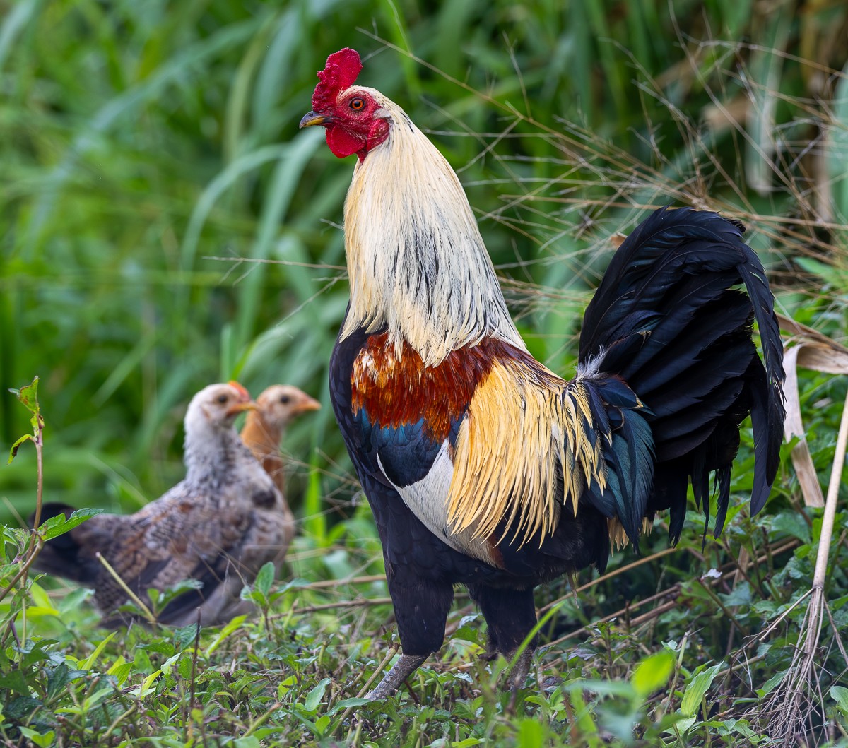Bird photograph by Susanne Harm