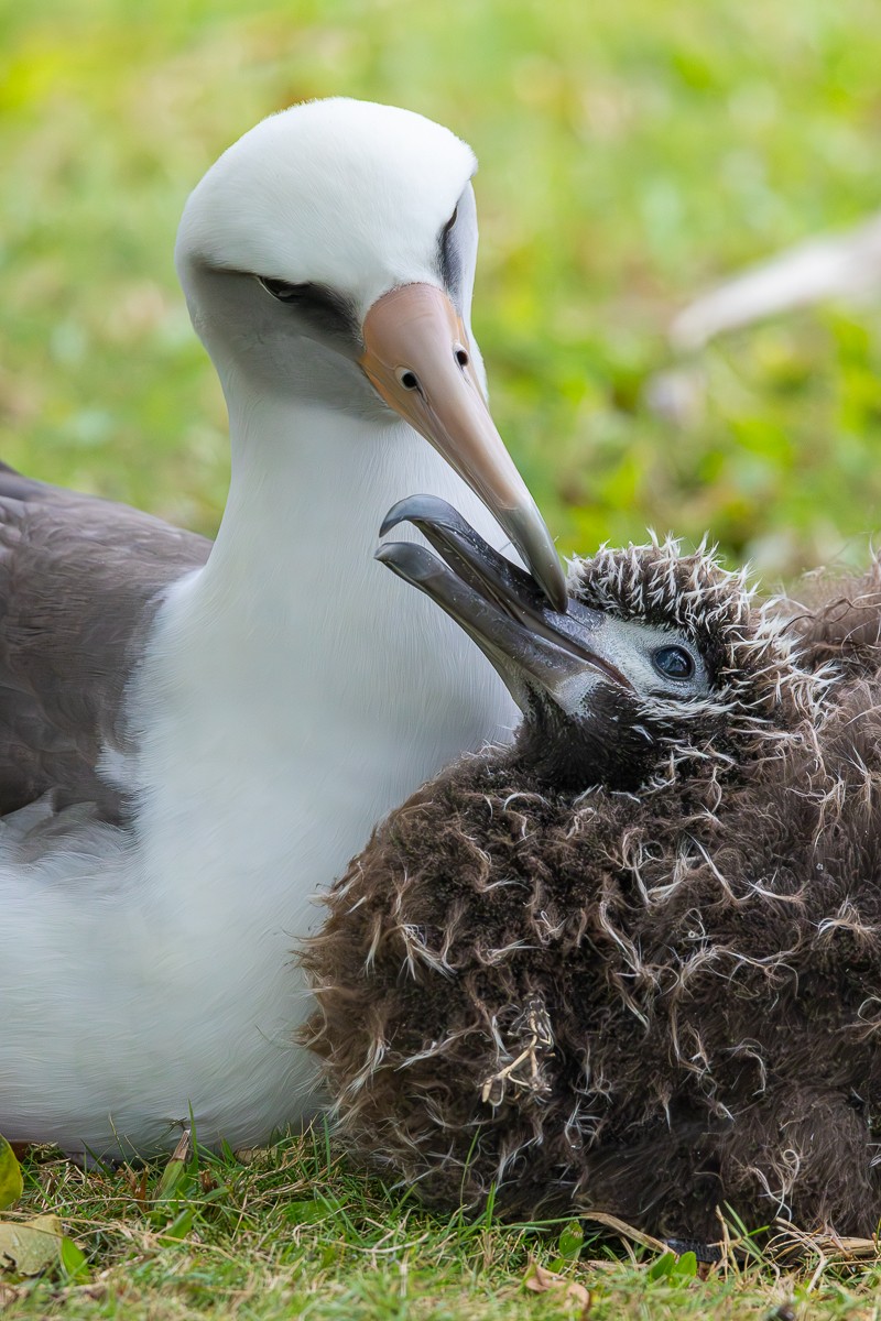 Bird photograph by Susanne Harm