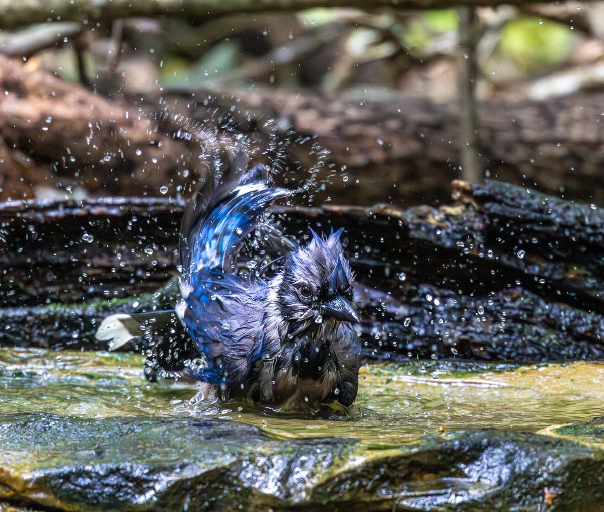 Bird photograph by Susanne Harm