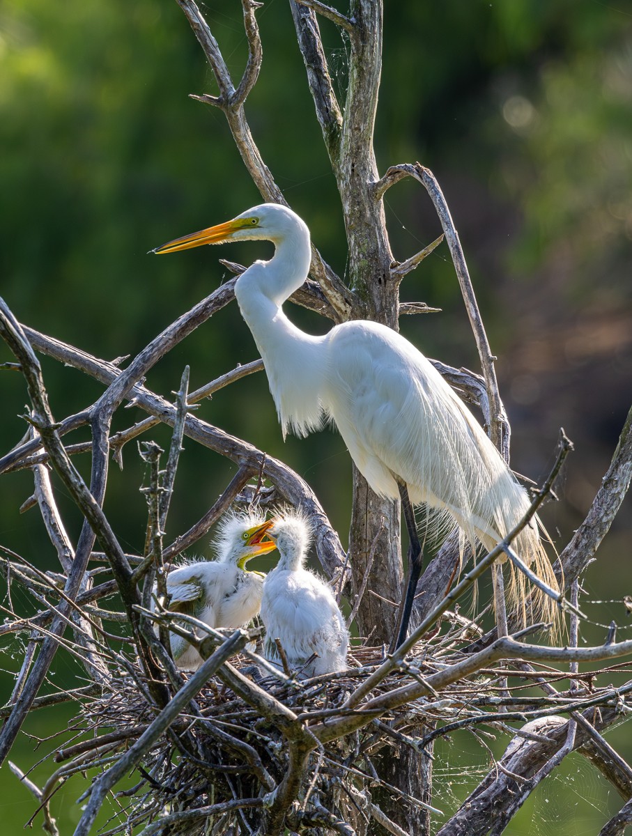 Bird photograph by Susanne Harm
