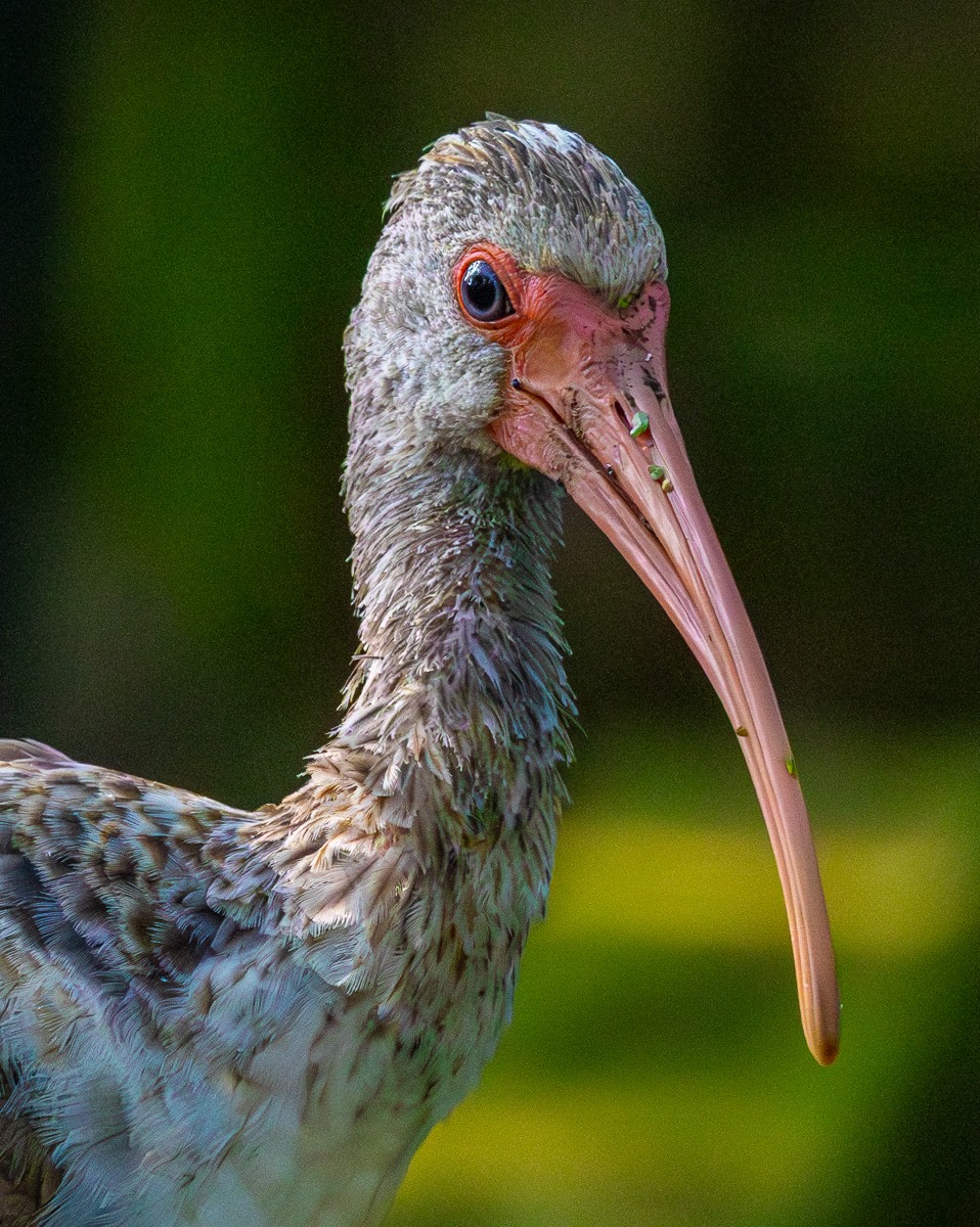 Bird photograph by Susanne Harm