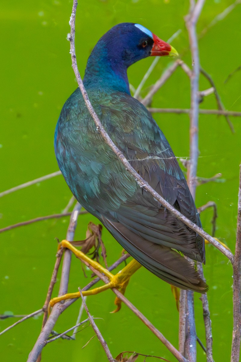 Bird photograph by Susanne Harm